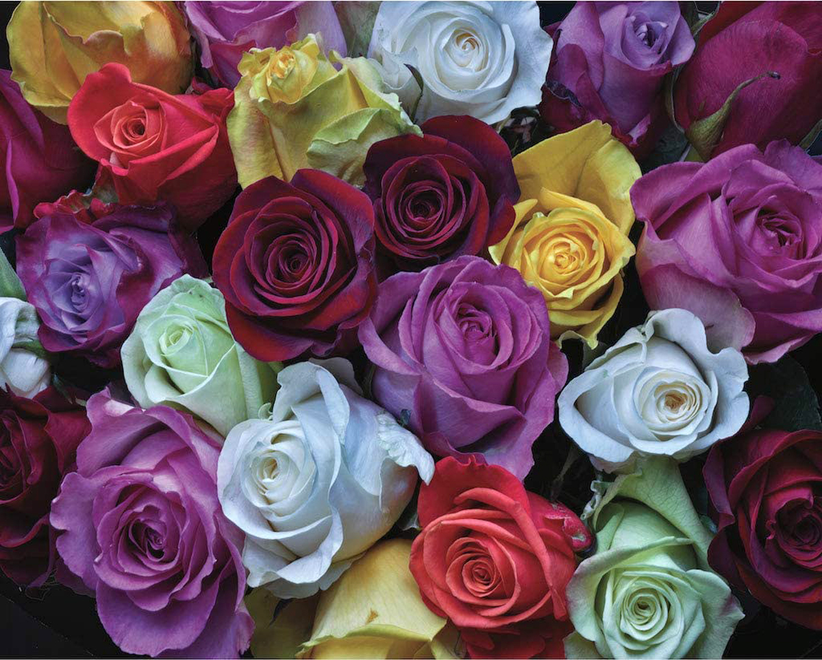 Palette of Roses Flowers Jigsaw Puzzle