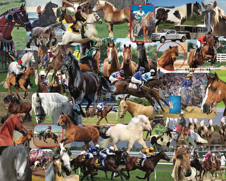 Horses, Horses, Horses Horse Jigsaw Puzzle