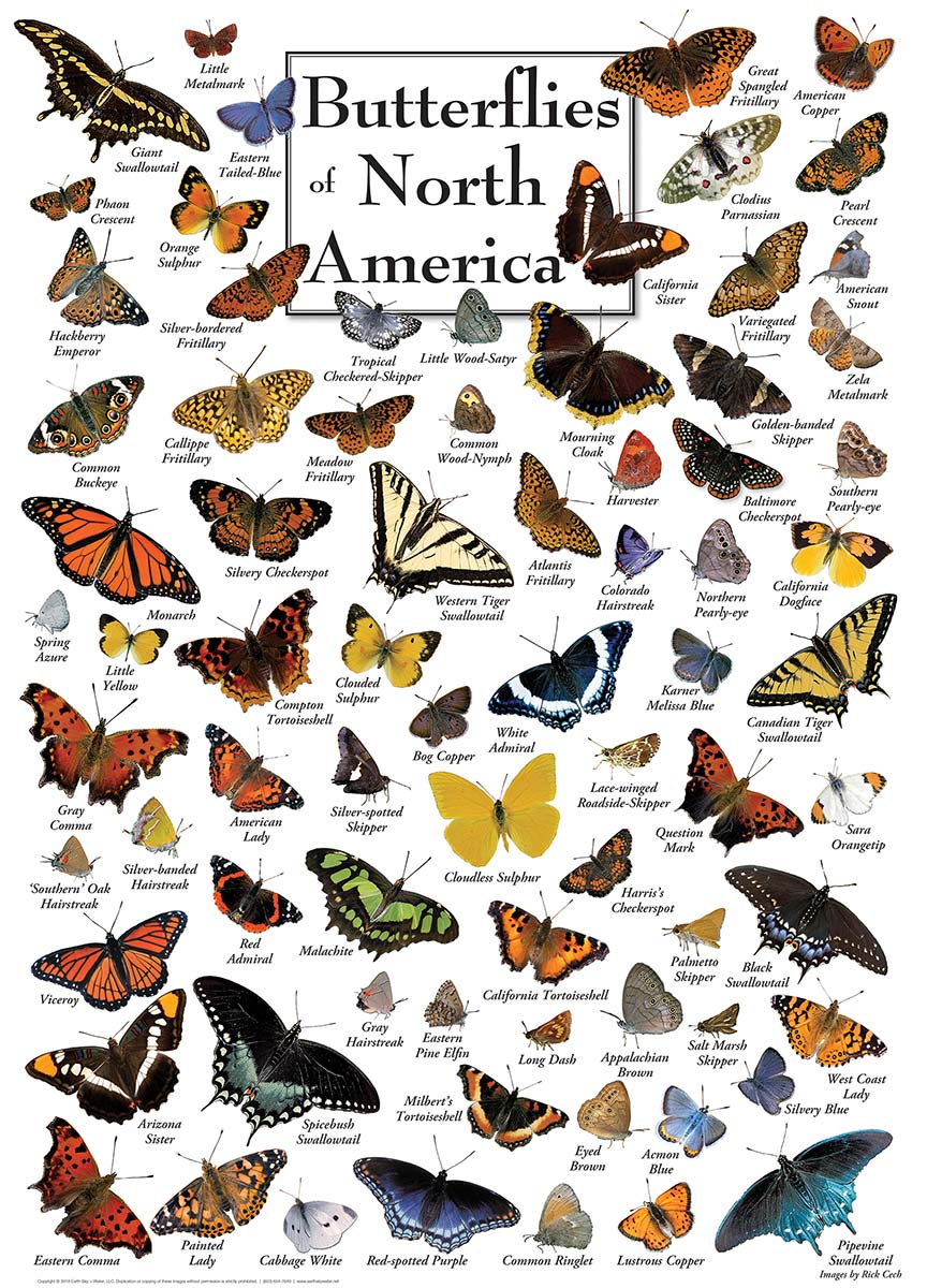 Butterflies Of North America 1000 Pieces Masterpieces Puzzle Warehouse