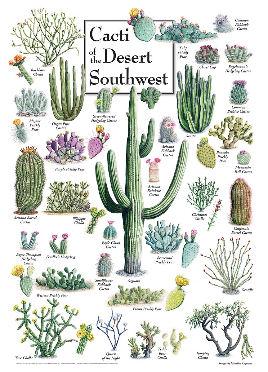 Cacti of the Desert Southwest - Scratch and Dent Flower & Garden Jigsaw Puzzle