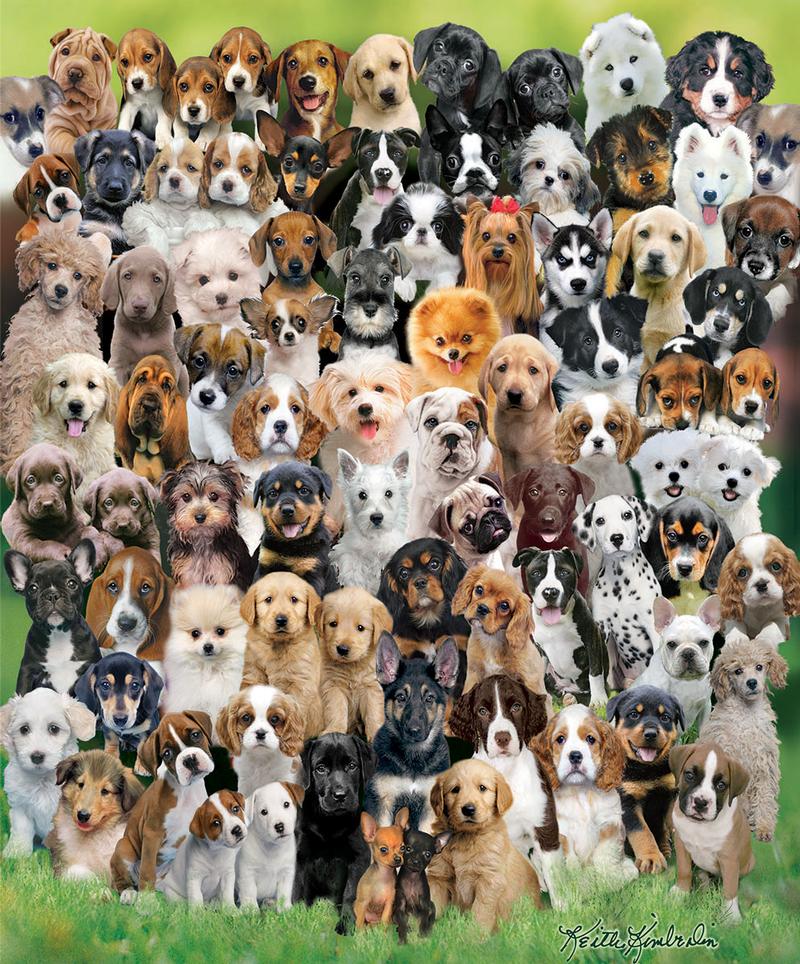  Puppies Jigsaw Puzzles for Adults 1000 Piece Difficult