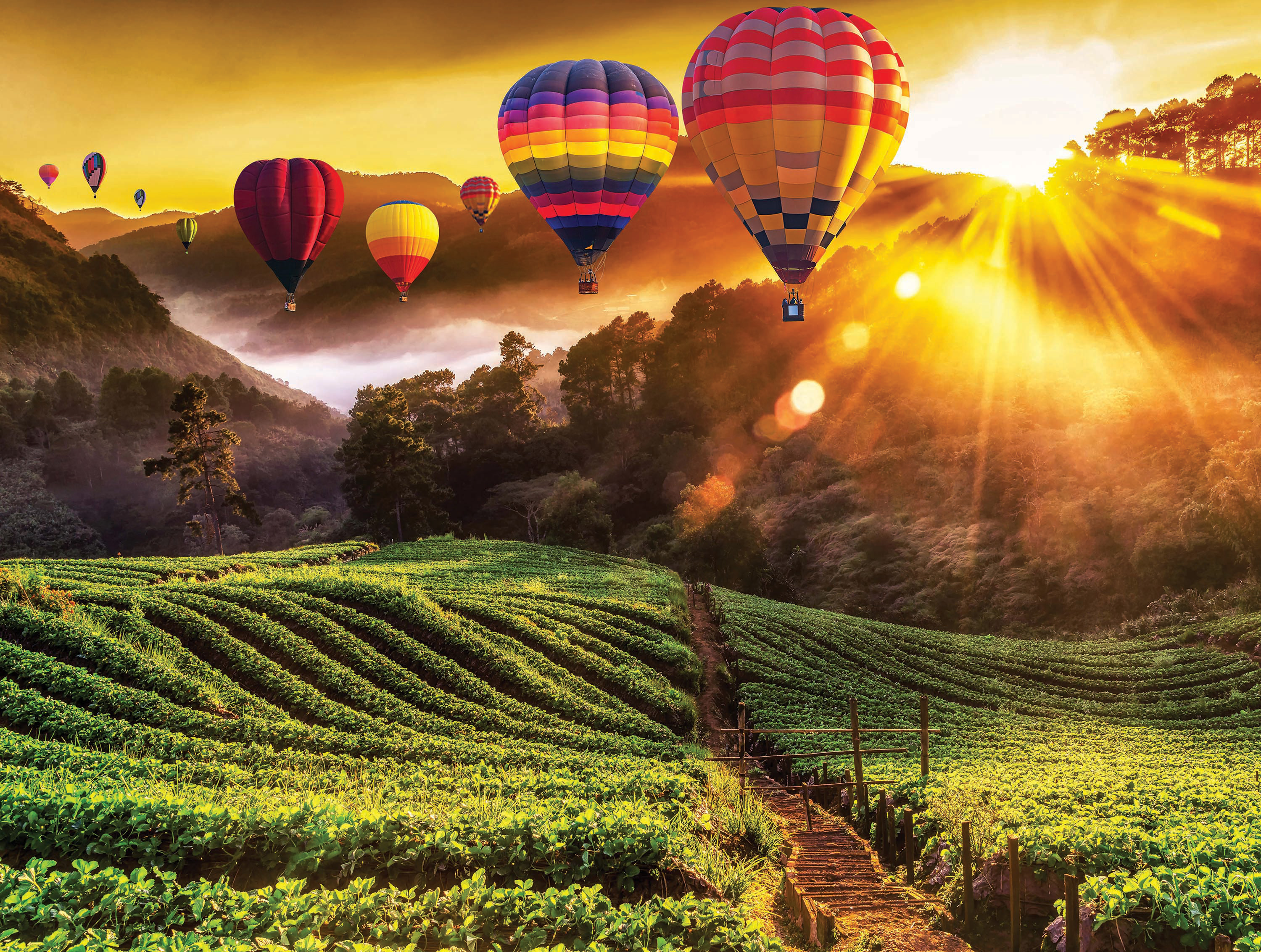 Hot Air Balloons and Strawberry Fields Countryside Jigsaw Puzzle