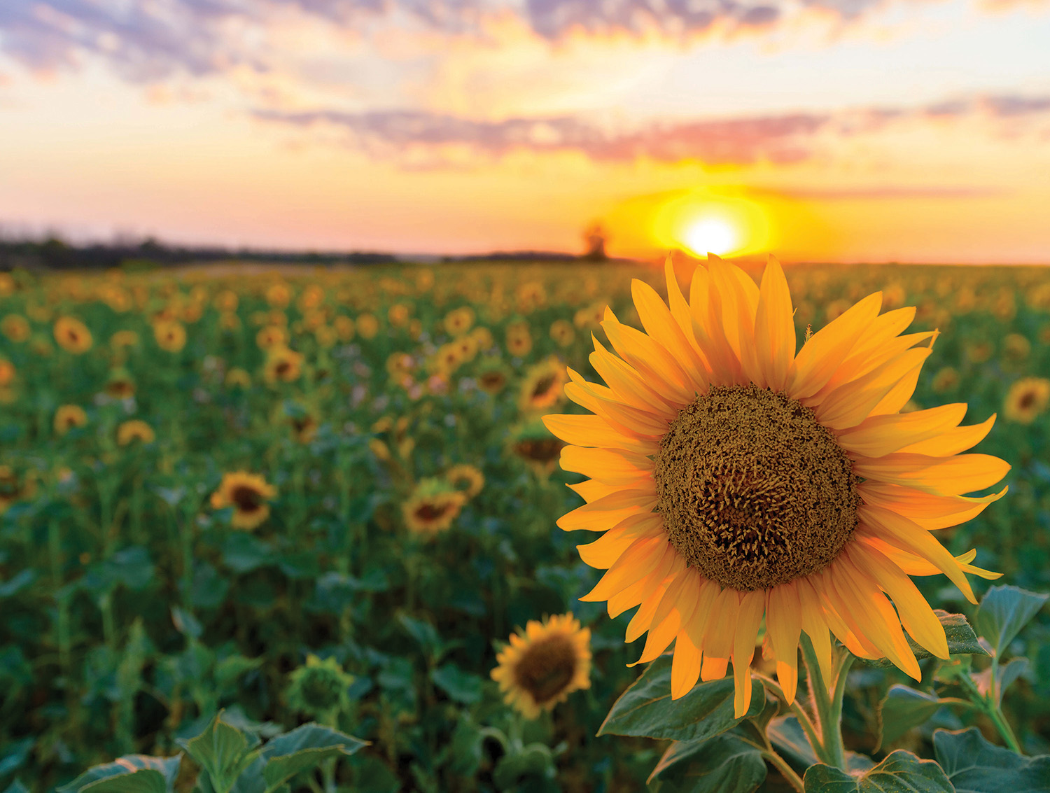 Sunflower Field at Sunset Countryside Jigsaw Puzzle