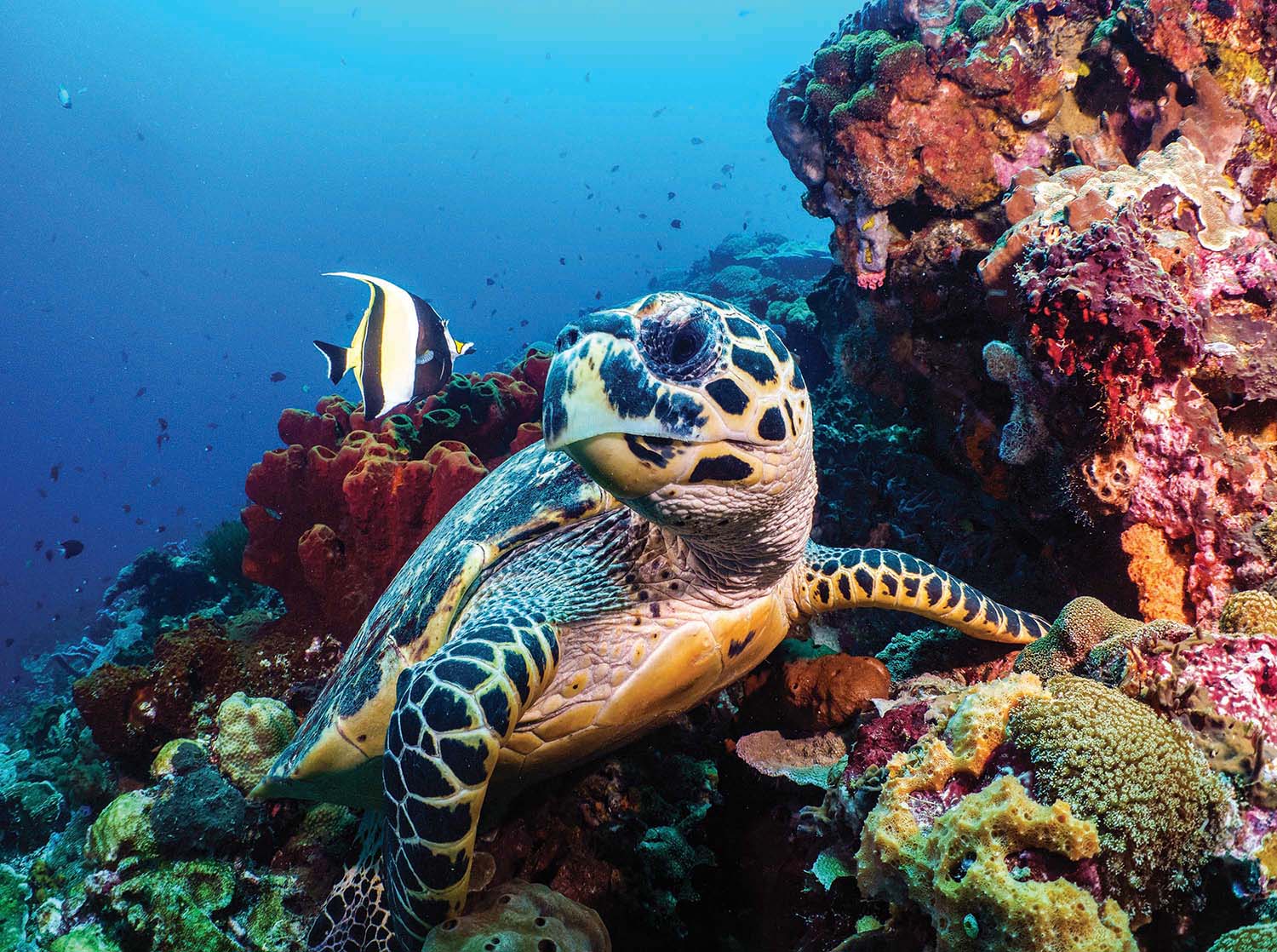 Underwater Photography, Thailand Sea Life Jigsaw Puzzle