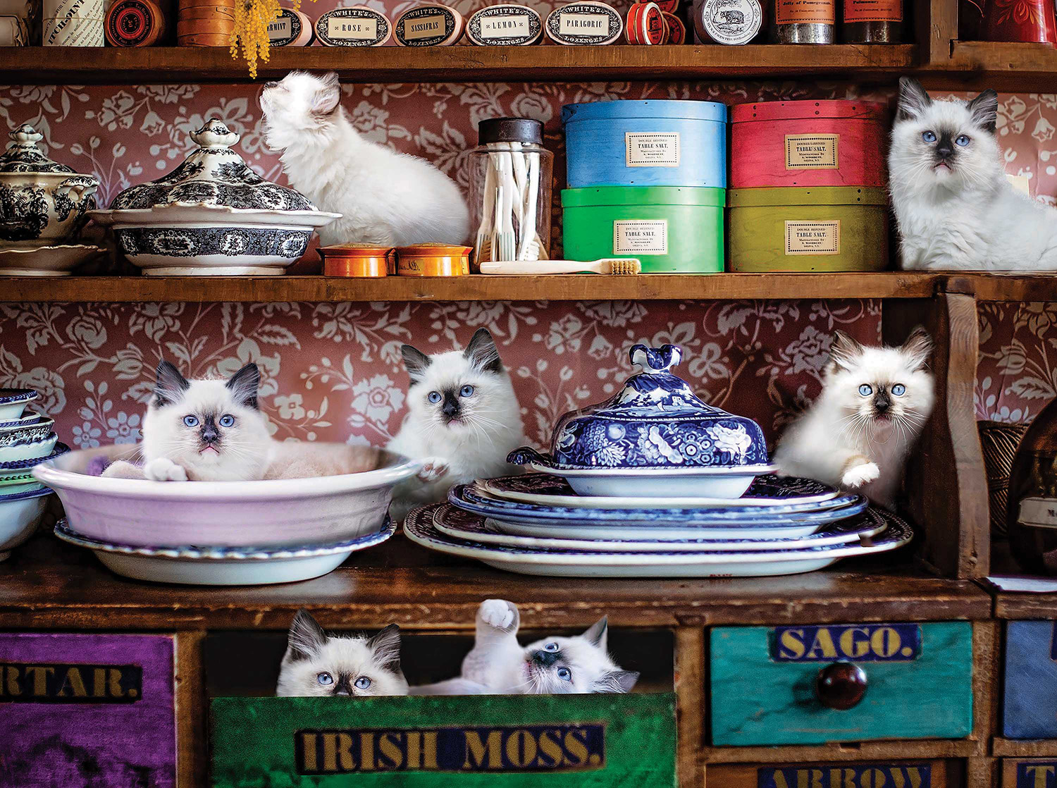 Country Store Kittens - Scratch and Dent Cats Jigsaw Puzzle