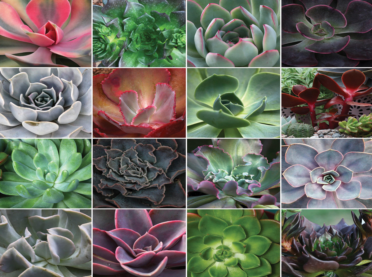 Succulent Plants Jigsaw Puzzle