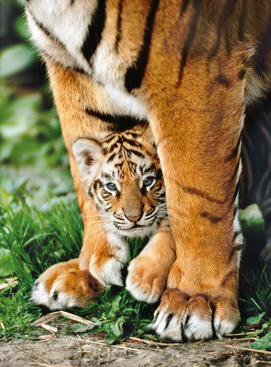 Bengal Tiger Cub Between its Mother's Legs Mother's Day Jigsaw Puzzle
