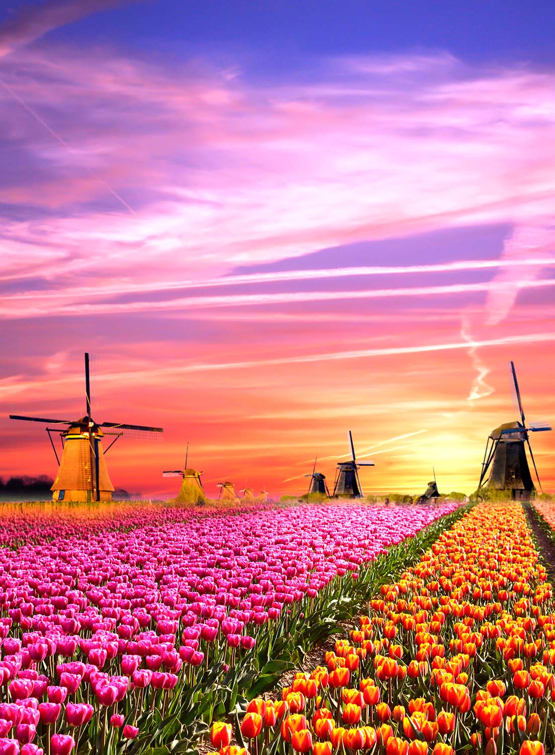 Magical Sunrise in the Netherlands (Small Box) Flower & Garden Jigsaw Puzzle