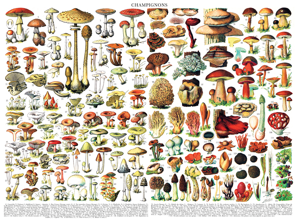 Mushrooms ~ Champignons Collage Jigsaw Puzzle