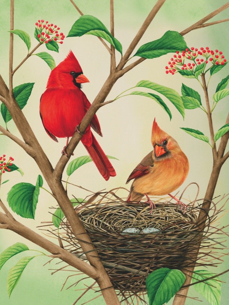Northern Cardinals Birds Jigsaw Puzzle