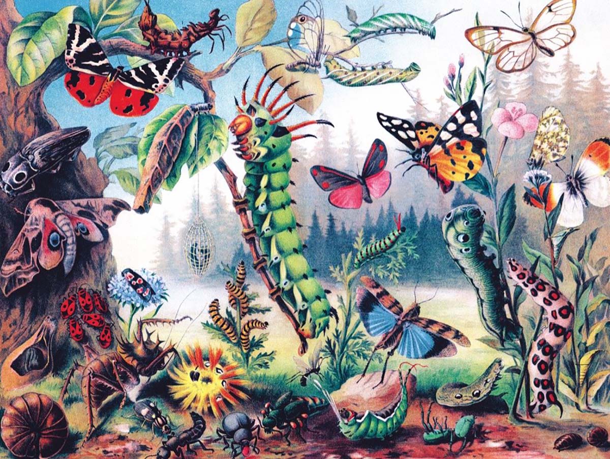 Metamorphosis Butterflies and Insects Jigsaw Puzzle