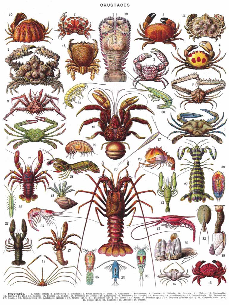 Crustaceans ~ Crustacés - Scratch and Dent Animals Jigsaw Puzzle