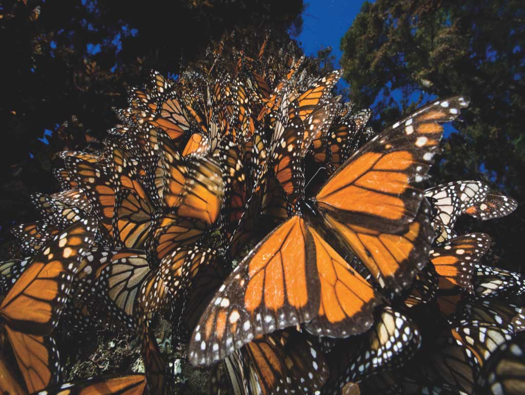 Monarch Butterflies - Scratch and Dent, 500 Pieces, New York Puzzle Co ...