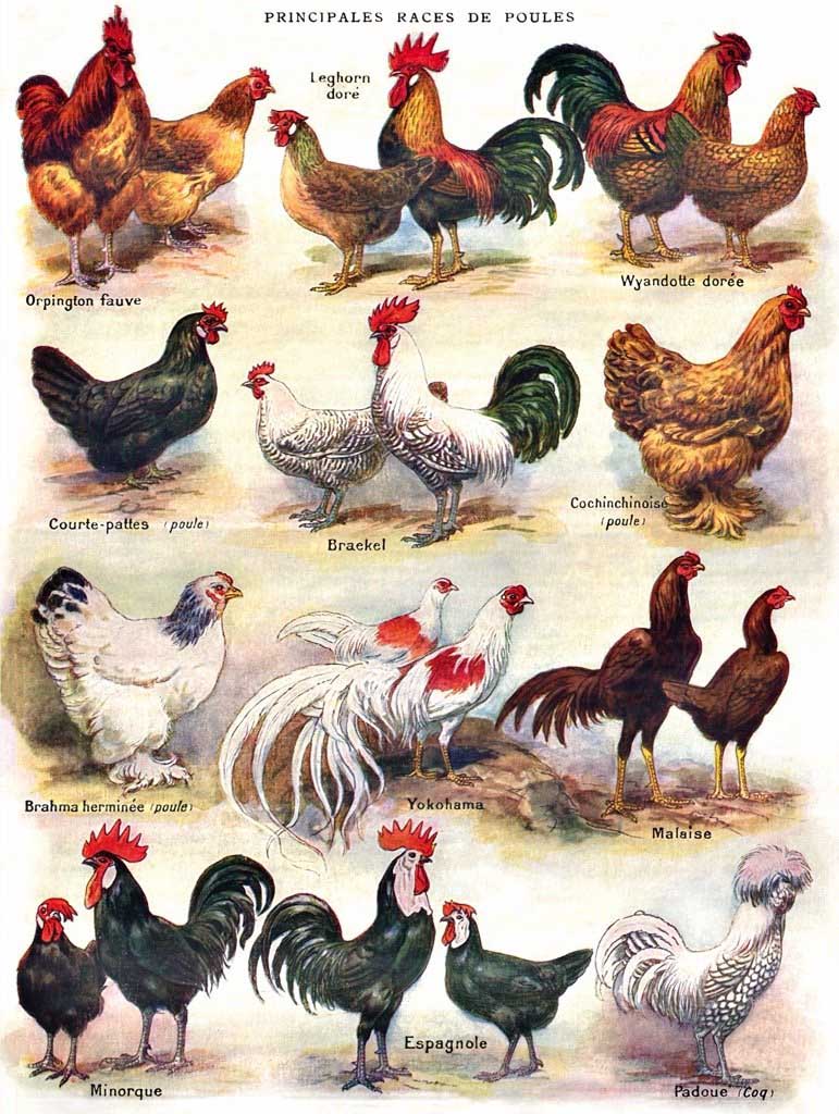 Poules Poultry Farm Animal Jigsaw Puzzle