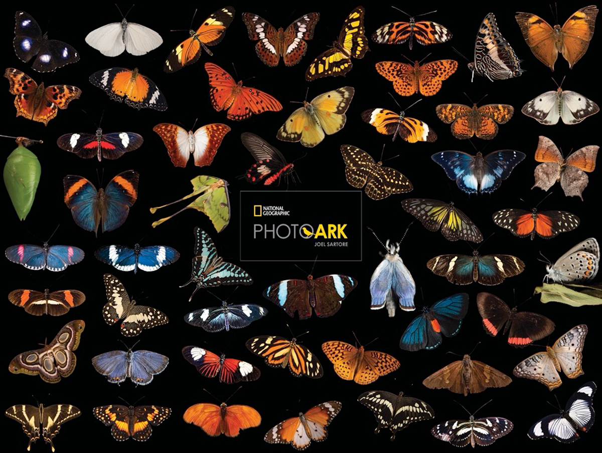 Photo Ark Butterflies Butterflies and Insects Jigsaw Puzzle