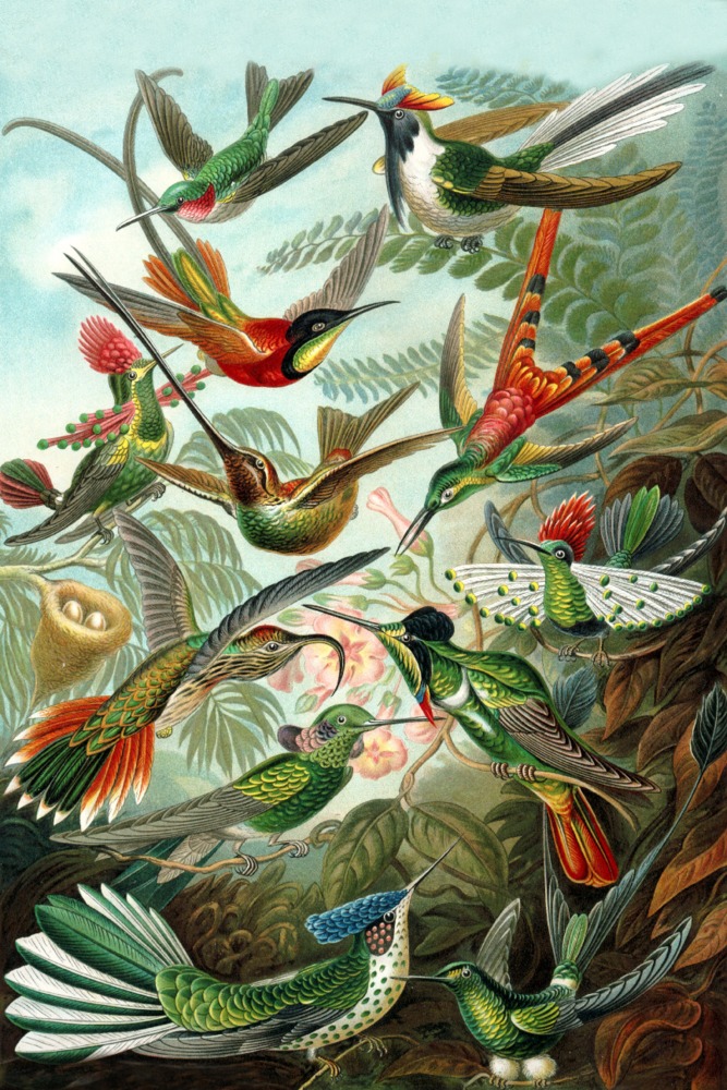 Ernst Haeckel, Trochilidae Birds Jigsaw Puzzle