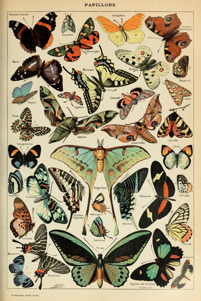 Butterflies Butterflies and Insects Jigsaw Puzzle