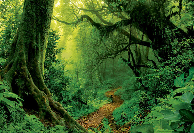 Enchanted Forest Forest Jigsaw Puzzle
