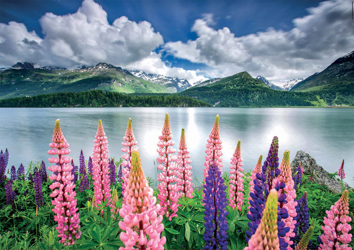 Lupins On The Shores Of Lake Sils, Switzerland Europe Jigsaw Puzzle