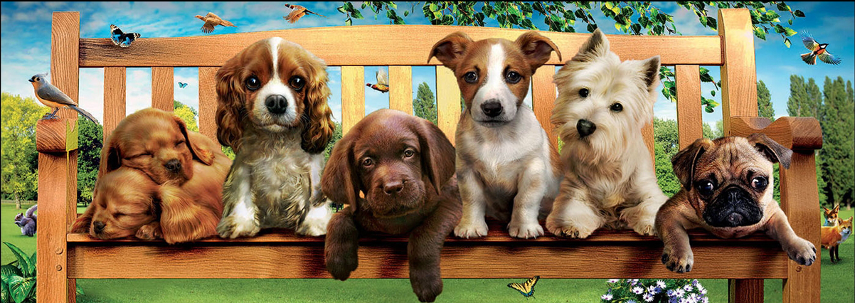 Puppies On A Bench
