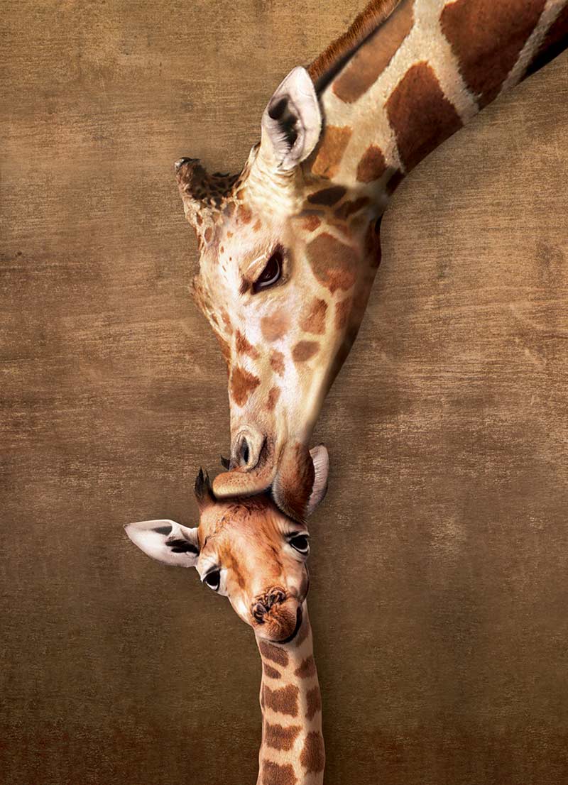 Giraffe Mother's Kiss - Scratch and Dent Jungle Animals Jigsaw Puzzle