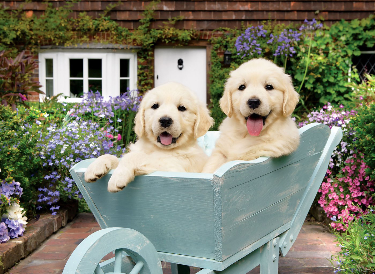 Puppies In A Wheelbarrow