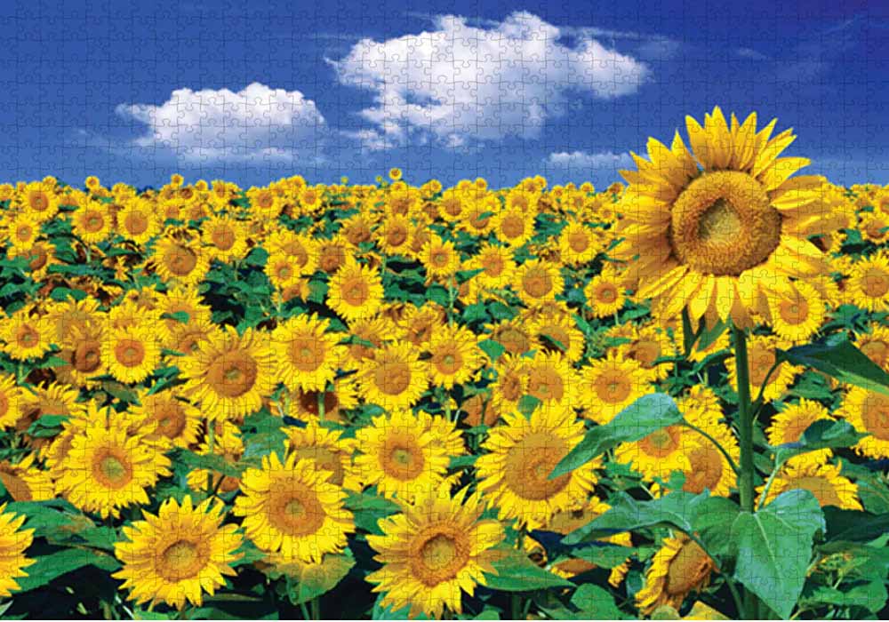 Sunflower II Flower & Garden Jigsaw Puzzle