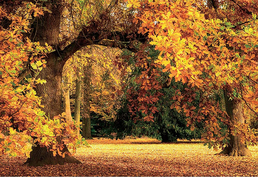 Autumn Oak Tree Fall Jigsaw Puzzle