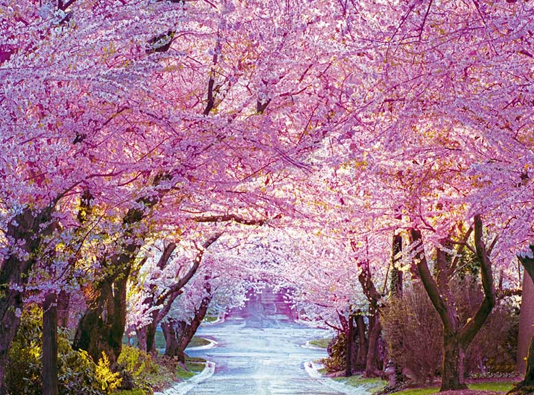 Cherry Blossom Road - Scratch and Dent Spring Jigsaw Puzzle