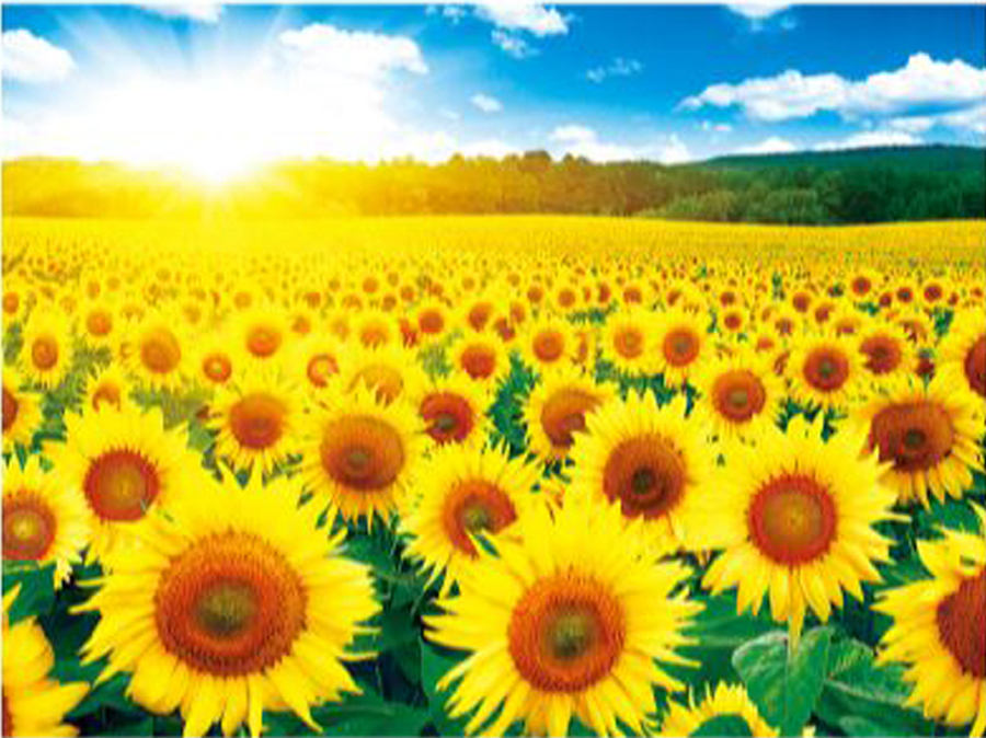 Sunflower Field 6