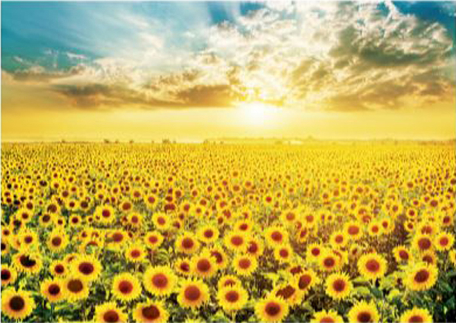 Sunflower Field 7