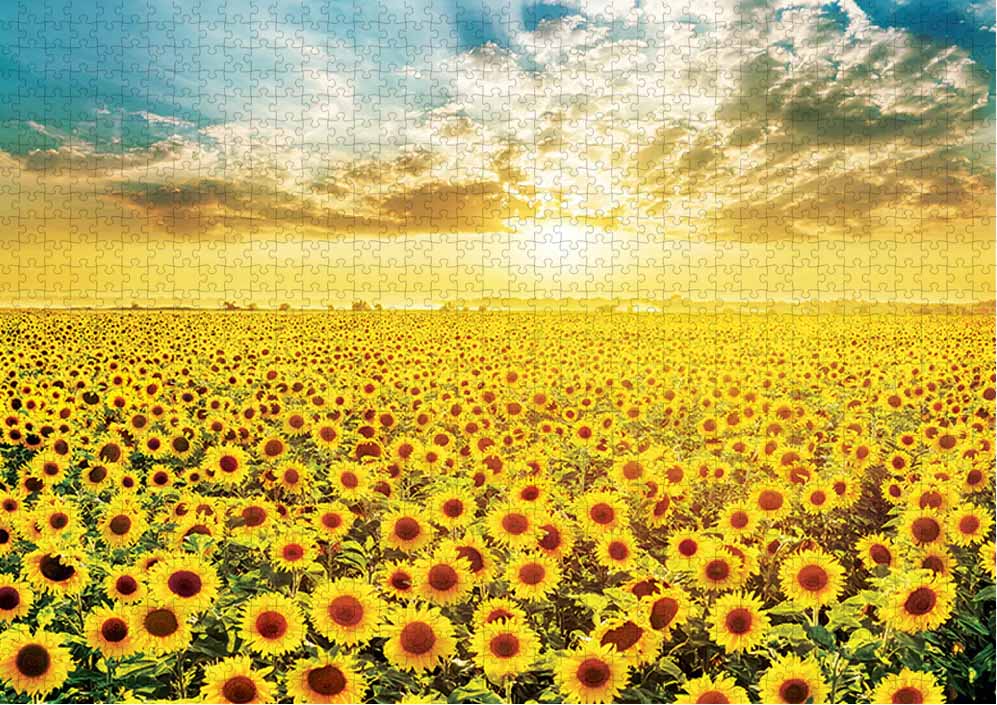 Sunflower Field 7 Flower & Garden Jigsaw Puzzle