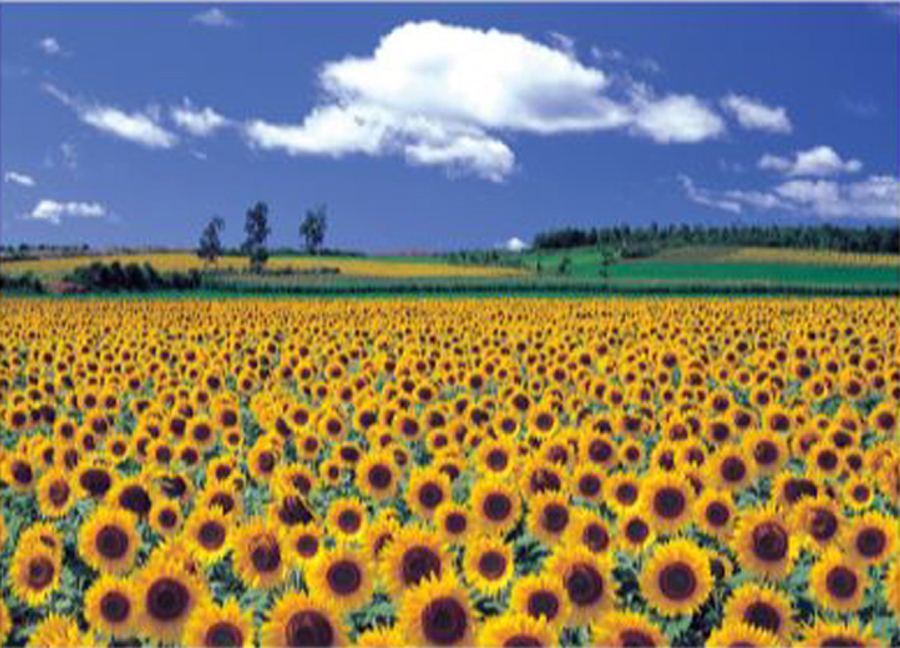Sunflower Field 4