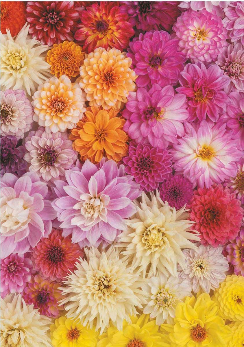 Dahlia Flower & Garden Jigsaw Puzzle