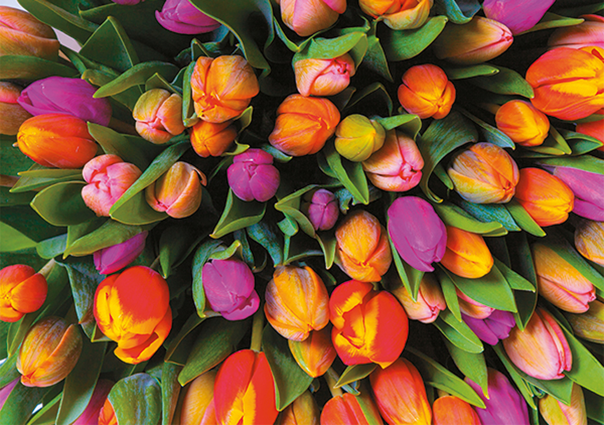 Tulips Flower & Garden Jigsaw Puzzle