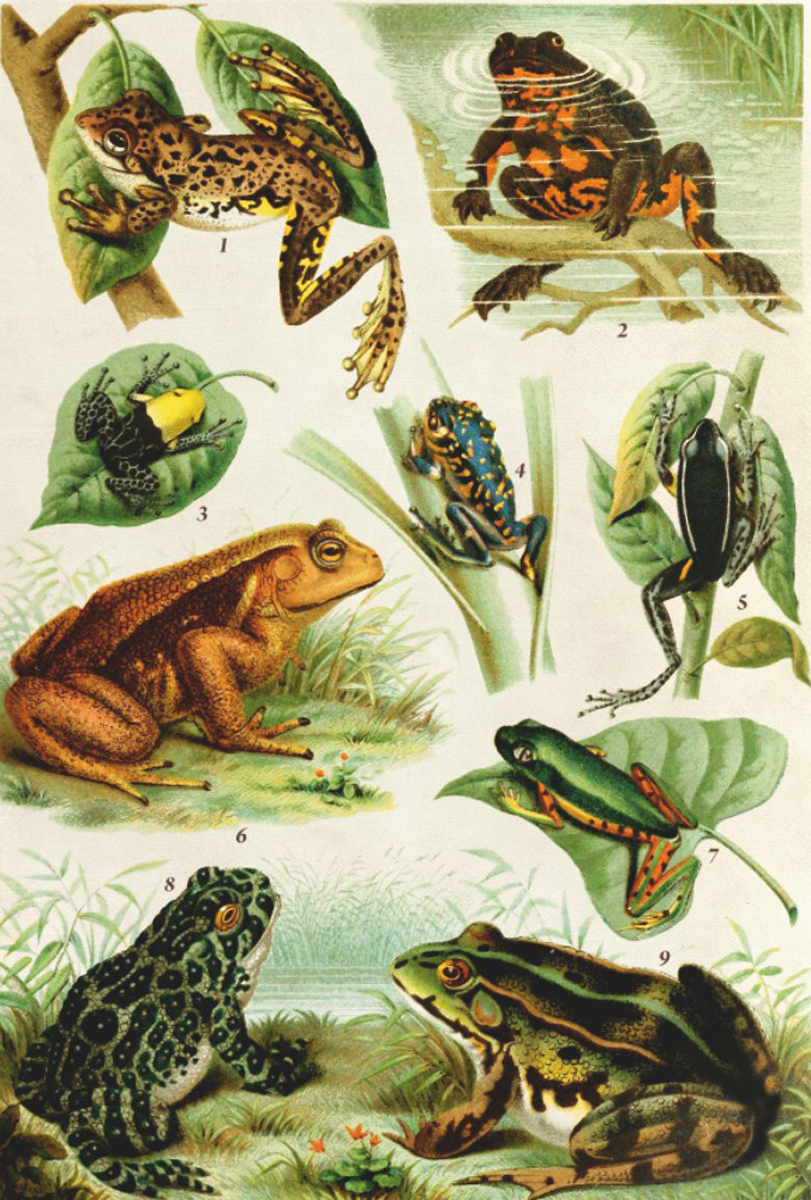 Frogs Reptile & Amphibian Jigsaw Puzzle