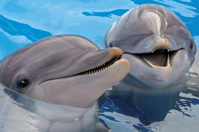 Image result for cutest dolphins ever