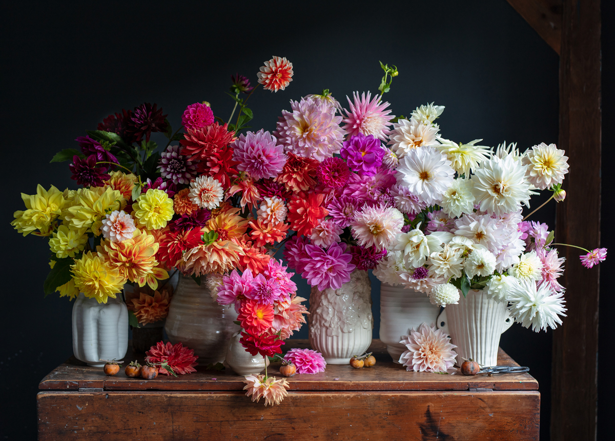 Dahlias, 750 Pieces, Workman Publishing 