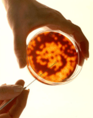 Petri Dish 100 X 25 500/Case