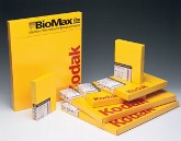 Kodak 8x10 Biomax MR-2 READY-PACK 50 Individually Wrapped Sheets per Box