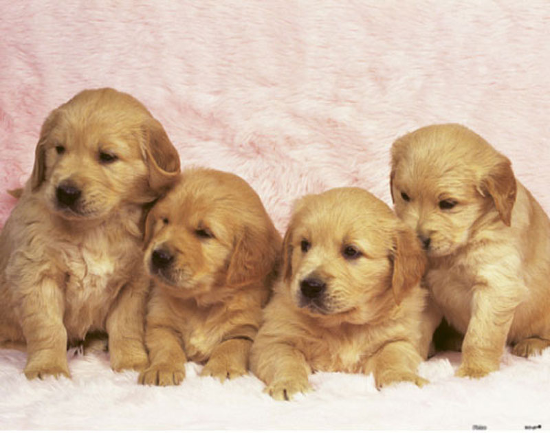 Cute Animals - Golden Retriever Puppies, 300 Pieces, Pintoo | Puzzle ...