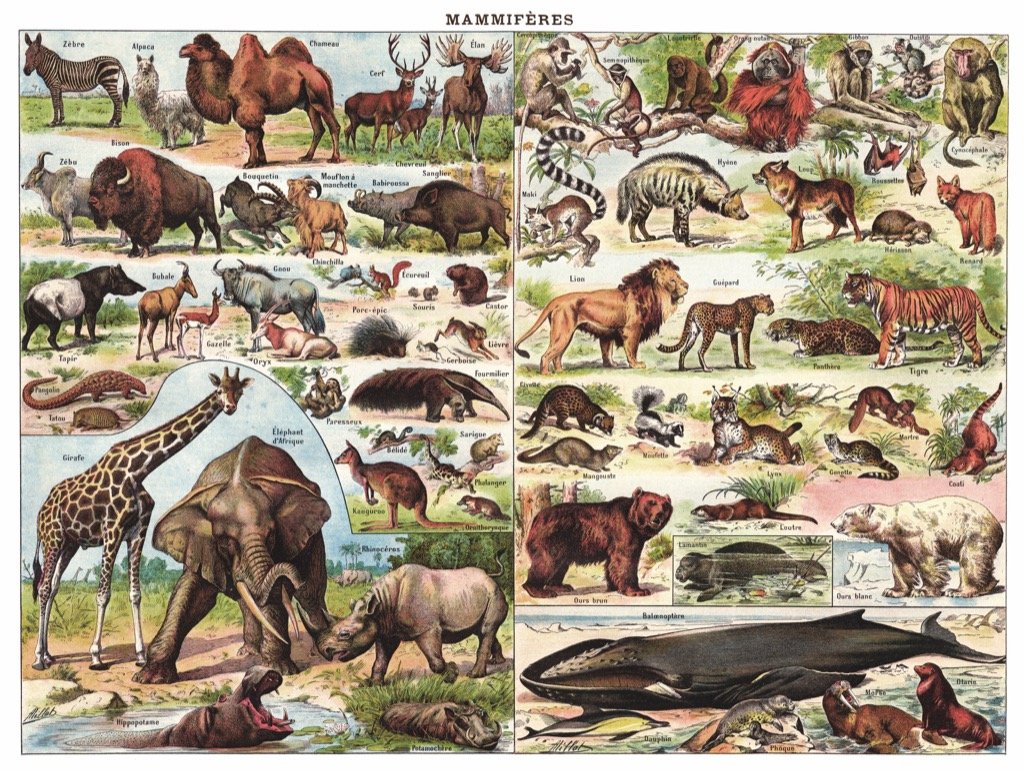 Mammals ~ Mammiferes, 1000 Pieces, New York Puzzle Co | Puzzle Warehouse