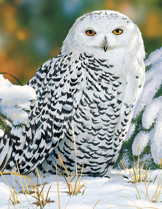 Snowy Owl, 500 Pieces, Springbok | Puzzle Warehouse