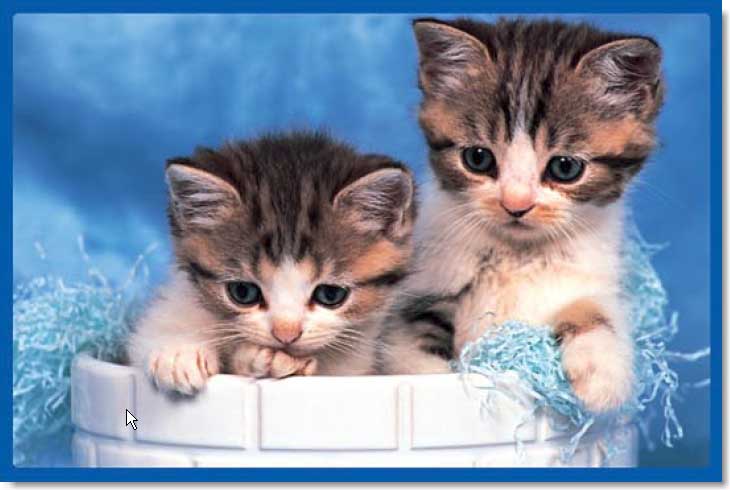 Kittens Cats Jigsaw Puzzle
