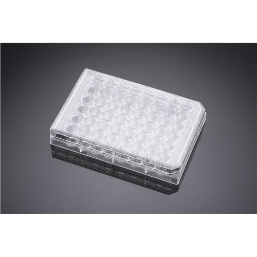 Falcon 48 well Plate For Cell Culture