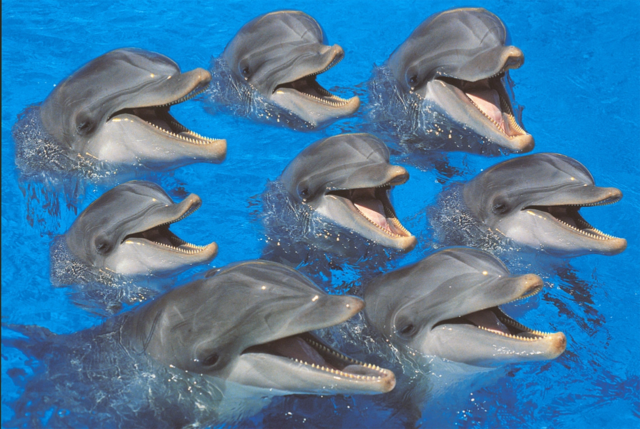 Bottlenose Dolphins Sea Life Jigsaw Puzzle