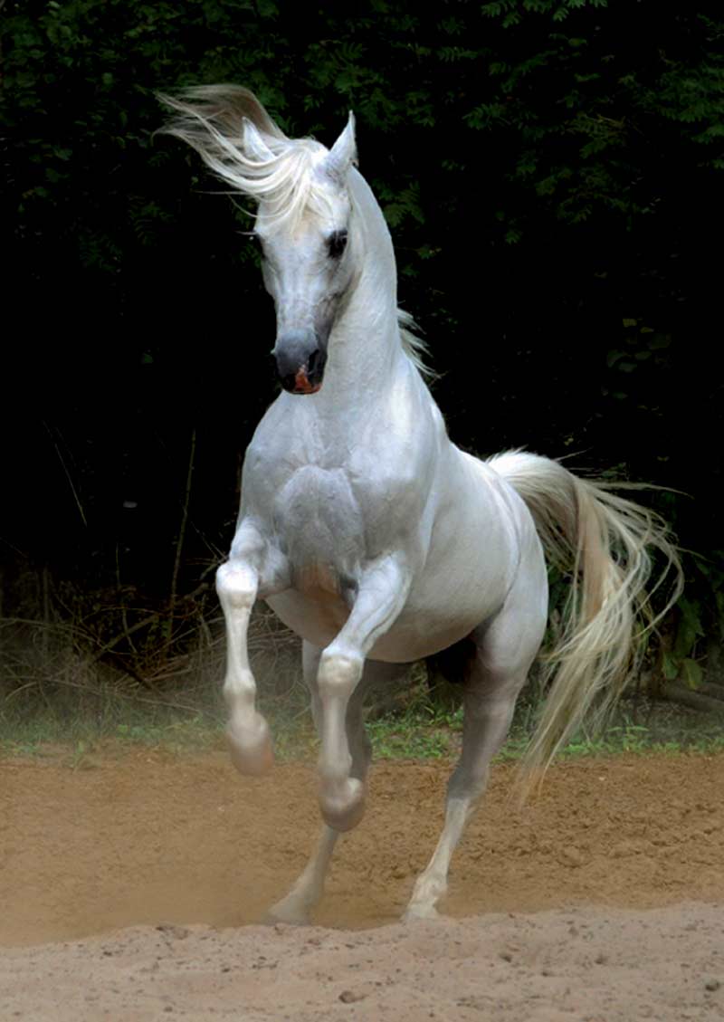White Arabian - Scratch and Dent