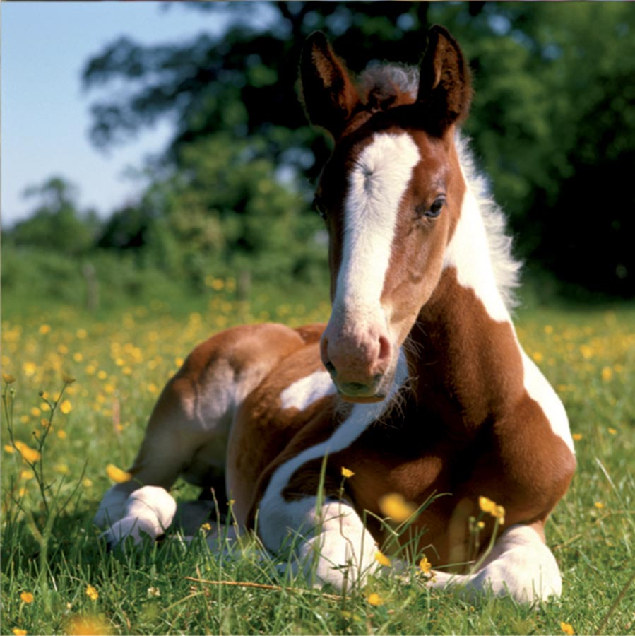 dt703-cute-foal_0.jpg
