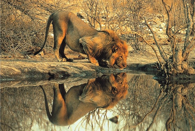 Male Lion Jungle Animals Jigsaw Puzzle