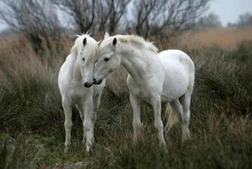 White Stallions Horse Jigsaw Puzzle